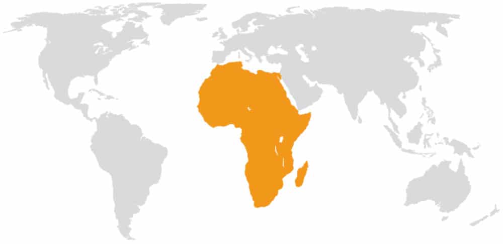 非洲插图